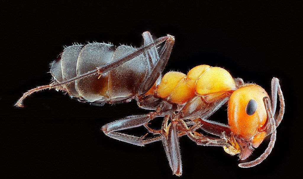 Ant Control service in Modesto, CA