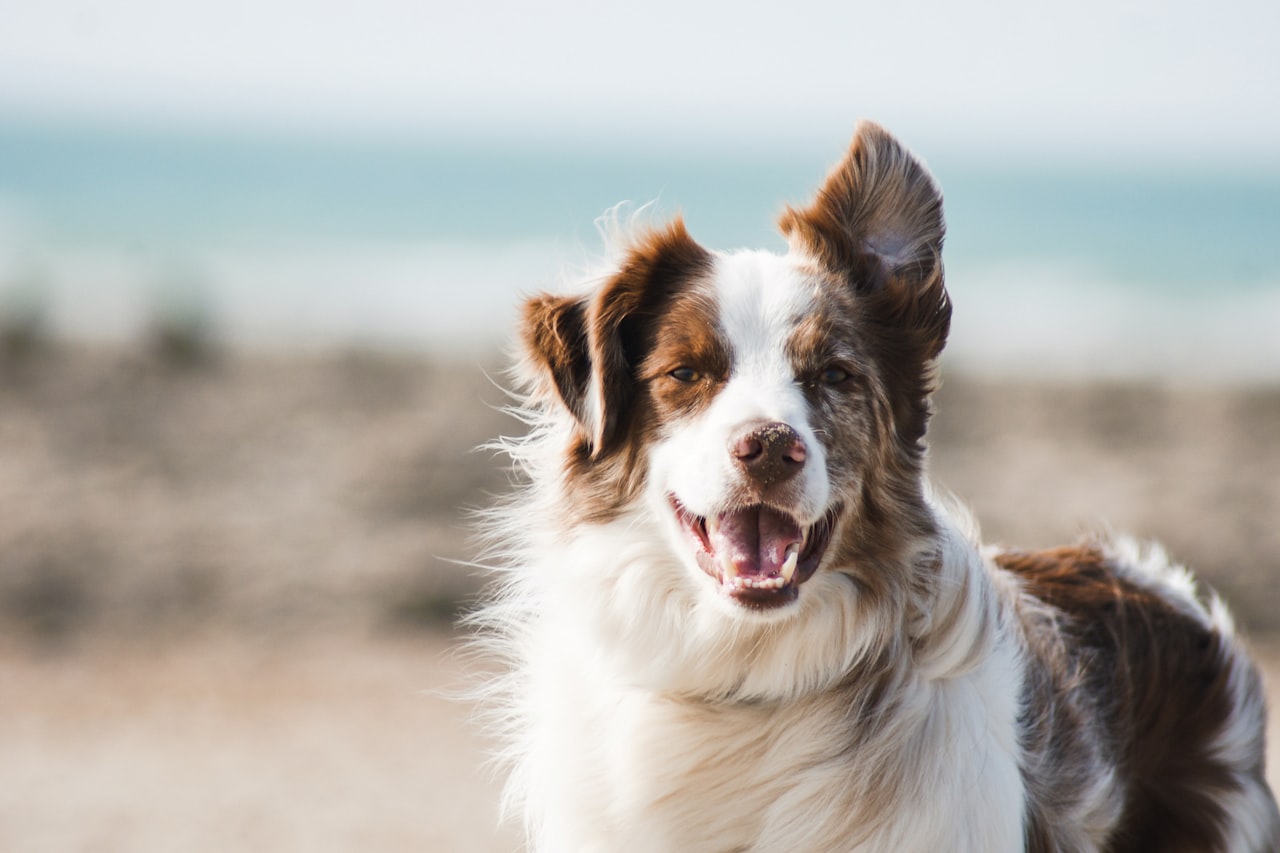 Flea & Tick Control service in Modesto, CA