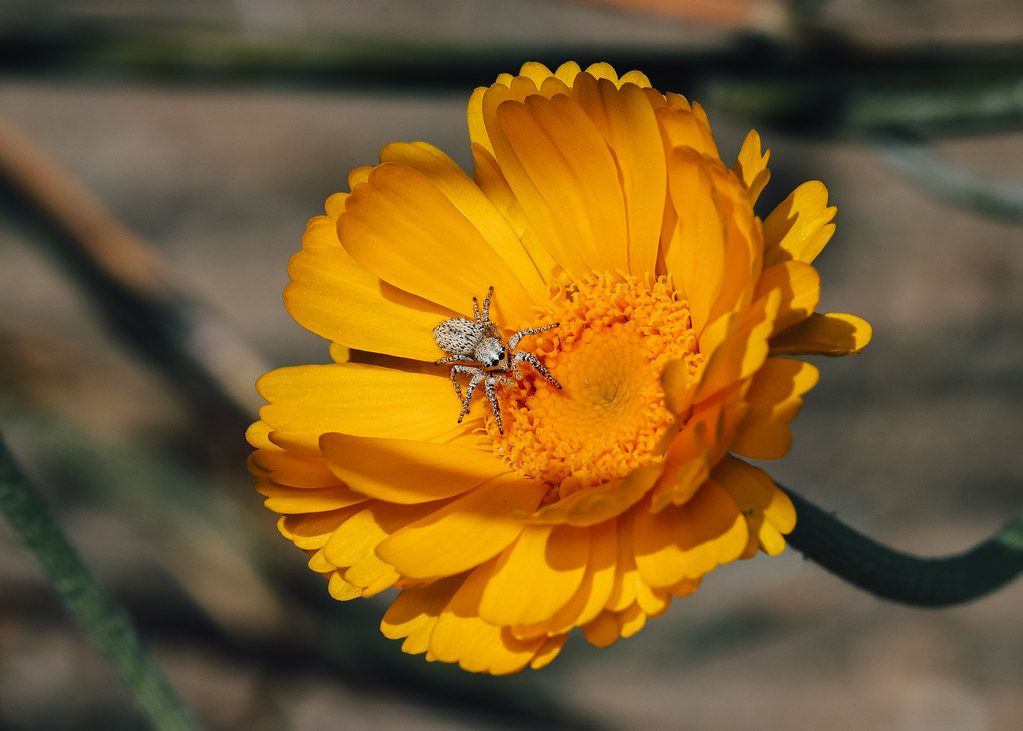 Spider Control service in Modesto, CA
